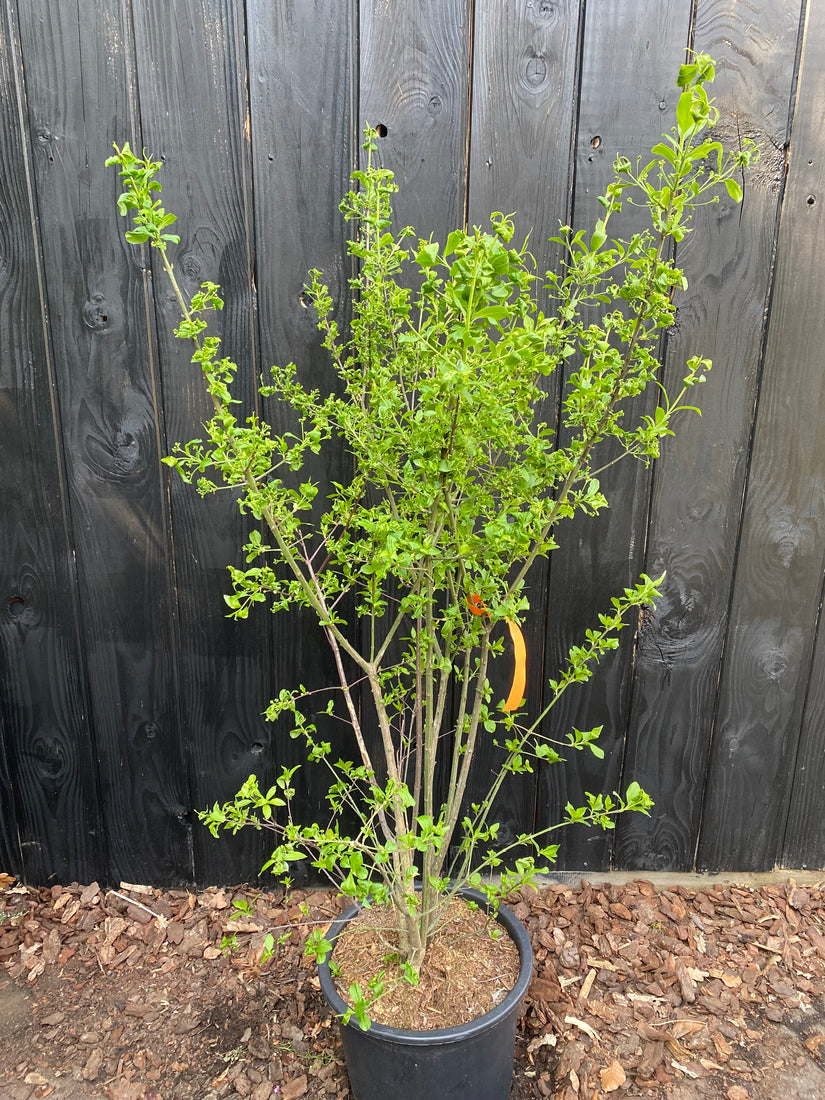 Wilde kardinaalsmuts - Euonymus europaeus Wilde kardinaalsmuts - Euonymus europaeus