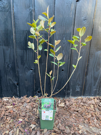 Biologisch Appelbes - Aronia melanocarpa 'Rubina'