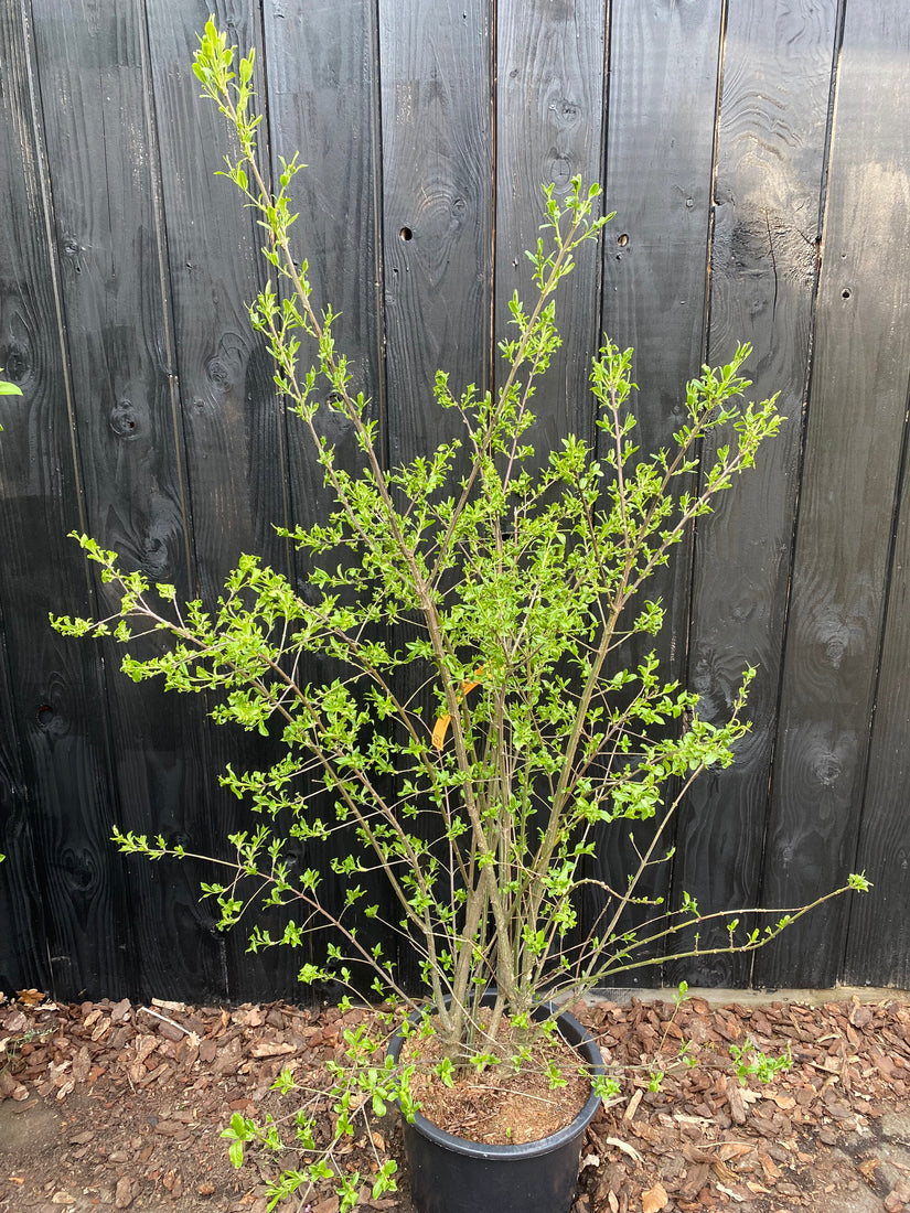 Wilde kardinaalsmuts - Euonymus europaeus Wilde kardinaalsmuts - Euonymus europaeus