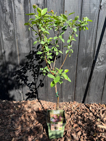 Pruimenboom - Prunus domestica 'Opal'