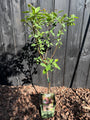Pruimenboom - Prunus domestica 'Opal' Pruimenboom - Prunus domestica 'Opal'