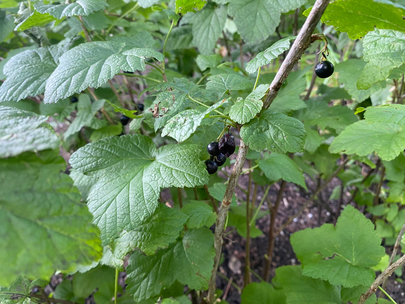 Zwarte bes - Ribes nigrum 'Titania' Zwarte bes - Ribes nigrum 'Titania'