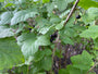 Zwarte bes - Ribes nigrum 'Titania' Zwarte bes - Ribes nigrum 'Titania'