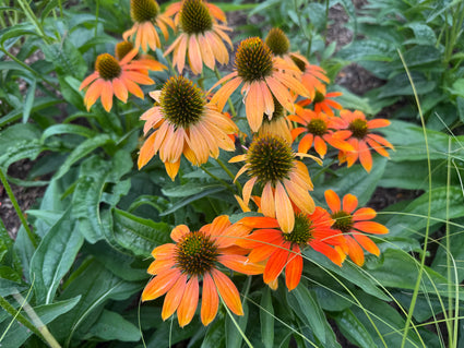 Zonnehoed (Oranje) - Echinacea 'Lakota Orange'