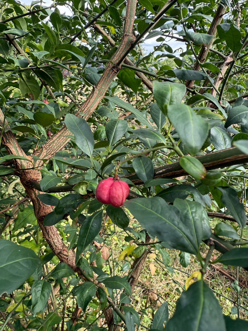 Wilde kardinaalsmuts - Euonymus europaeus Wilde kardinaalsmuts - Euonymus europaeus
