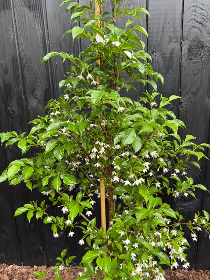 Japanse Storaxboom - Styrax japonicus 'Snowcone'