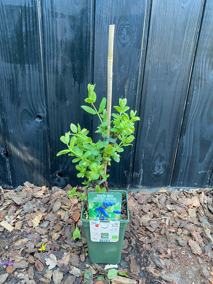 Biologisch Honingbes - Lonicera kamtschatica Duet