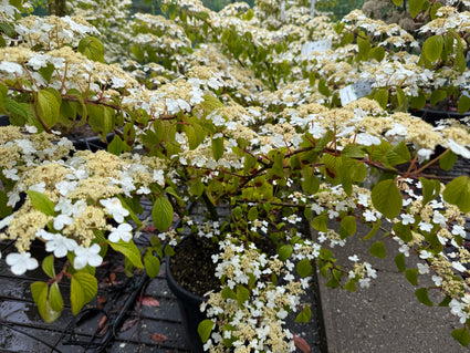 Japanse sneeuwbal - Viburnum plicatum 'St. Keverne'