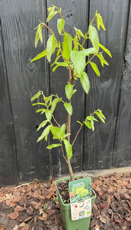 Meerstammige Tamme Kastanje (snel vruchtdragend) - Castanea Sativa
