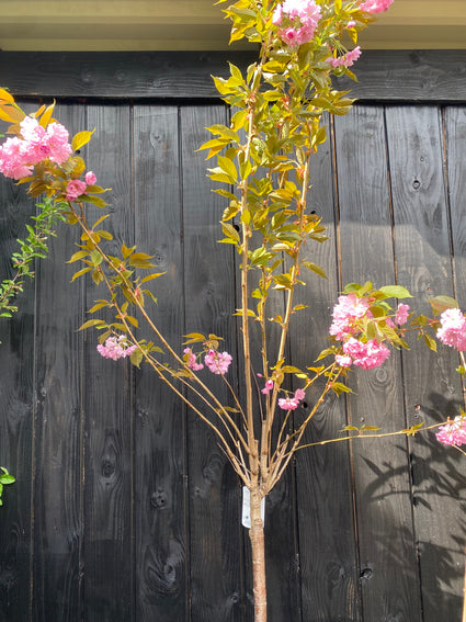 Japanse sierkers - Prunus serrulata 'Kanzan' halfstam
