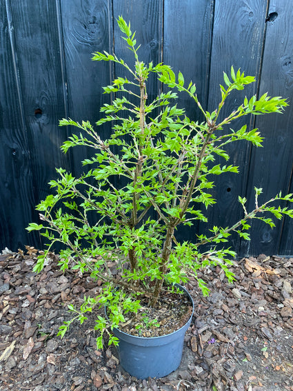 C7.5 pot 50-60 cm voorbeeld wat u koopt in deze maat