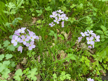 Pinksterbloem - Cardamine pratensis