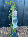 Grootbloemige klimroos (licht roze) - Rosa 'New Dawn' Grootbloemige klimroos (licht roze) - Rosa 'New Dawn'