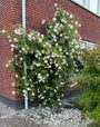 Grootbloemige klimroos (licht roze) - Rosa 'New Dawn' Grootbloemige klimroos (licht roze) - Rosa 'New Dawn'
