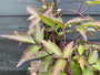 Lichtroze Bergbosrank - Clematis montana 'Rubens' Lichtroze Bergbosrank - Clematis montana 'Rubens'