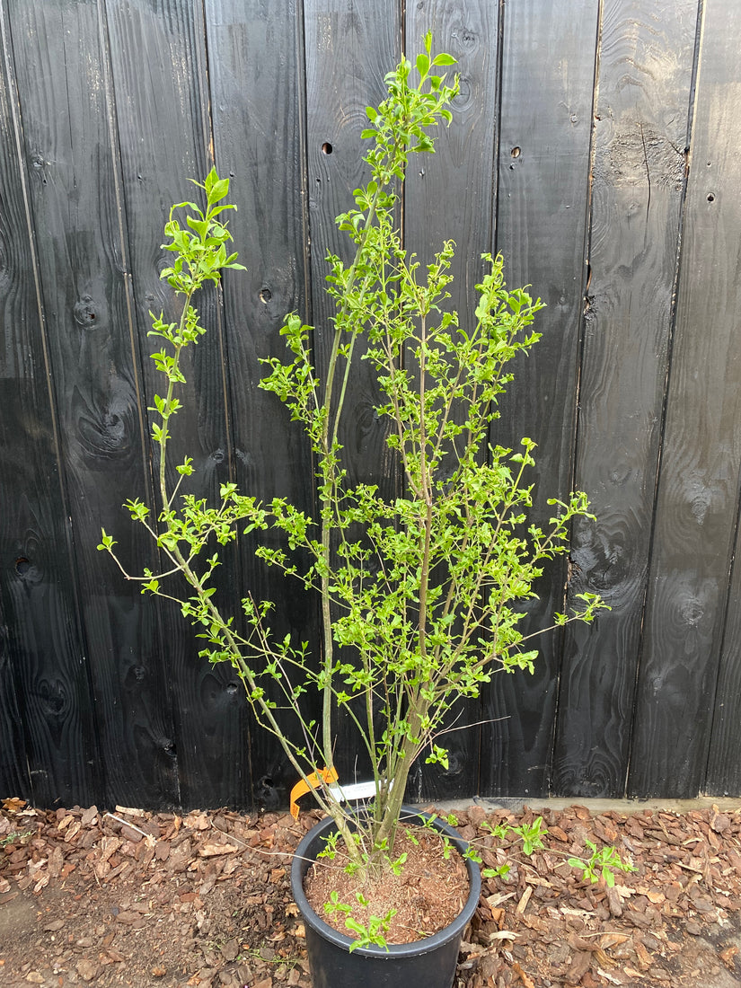 Wilde kardinaalsmuts - Euonymus europaeus Wilde kardinaalsmuts - Euonymus europaeus