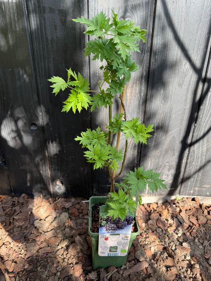 Biologisch Doornloze braam - Rubus fruticosus 'Thornless Evergreen'