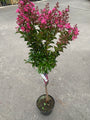 Indische sering - Lagerstroemia indica 'Berry Dazzle' Indische sering - Lagerstroemia indica 'Berry Dazzle'