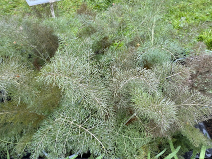 Venkel - Foeniculum vulgare 'Giant Bronze'
