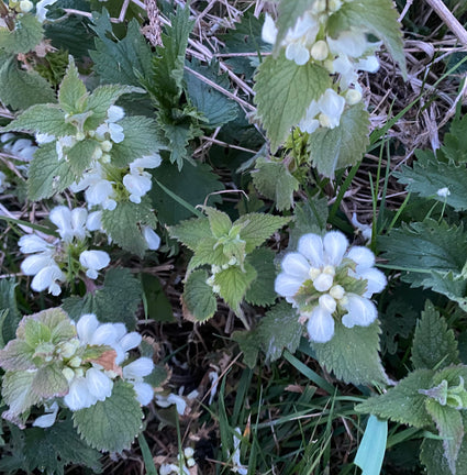 Gevlekte dovenetel - Lamium maculatum 'Album'
