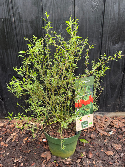 Biologisch Gojibes - Lycium barbarum 'Little Goji' BIO