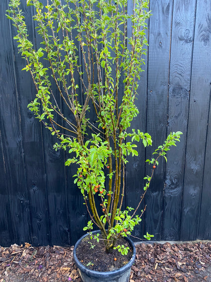 Sierappel (Oranje/Rood, Meerstammig) - Malus 'Evereste'