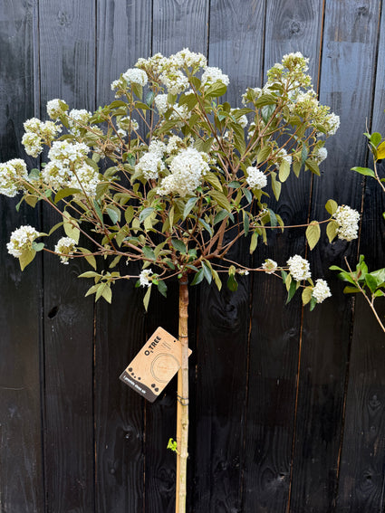 Sneeuwbal op stam - Viburnum 'Eskimo' halfstam