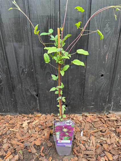 Bosrank (Donkerrood / Paars) - Clematis 'Warszawska Nike'