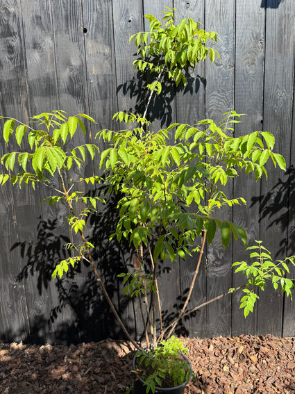 Bijenboom - Tetradium daniellii meerstammig