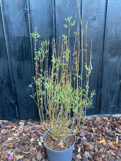 Bittere wilg - Salix purpurea 'Nana'