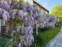 Blauwe regen - Wisteria (sinensis) 'Prolific' Blauwe regen - Wisteria (sinensis) 'Prolific'
