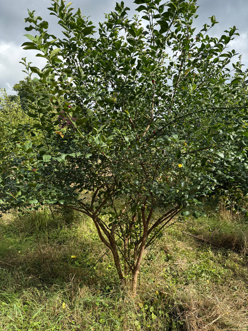 Wilde kardinaalsmuts - Euonymus europaeus Wilde kardinaalsmuts - Euonymus europaeus