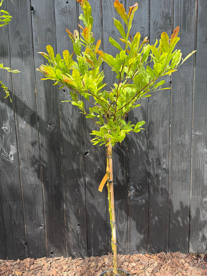 Stermagnolia (Wit) - Magnolia stellata halfstam boompje
