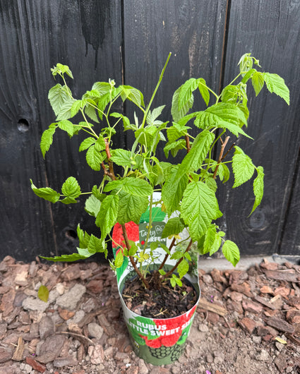 Biologisch Dwergframboos - Rubus idaeus Low 'Little Sweet Sister'