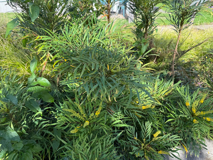 Mahoniestruik - Mahonia eurybracteata 'Soft Caress'
