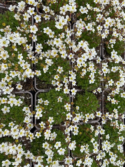 Biologische Steenbreek - Saxifraga x arendsii 'Wit' Bio