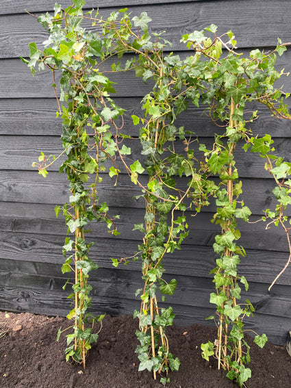 Ierse klimop (Frisgroen & Groenblijvend) - Hedera hibernica