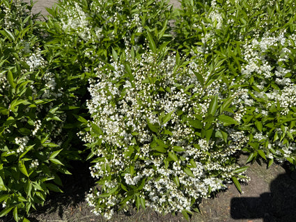 Slanke Deutzia - Deutzia gracilis