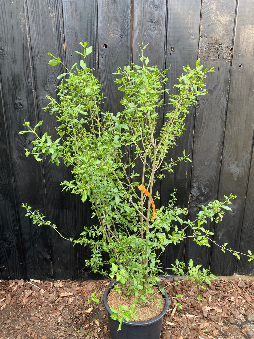 Wilde kardinaalsmuts - Euonymus europaeus Wilde kardinaalsmuts - Euonymus europaeus