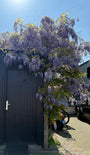 Blauwe regen - Wisteria (sinensis) 'Prolific' Blauwe regen - Wisteria (sinensis) 'Prolific'