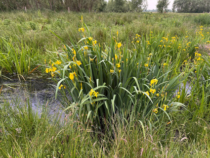 Gele lis / Moerasiris - Iris pseudacorus 'Variegata'