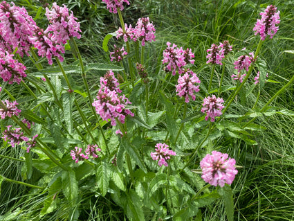 Biologisch Ezelsoor (Roze) - Stachys officinalis 'Rosea'