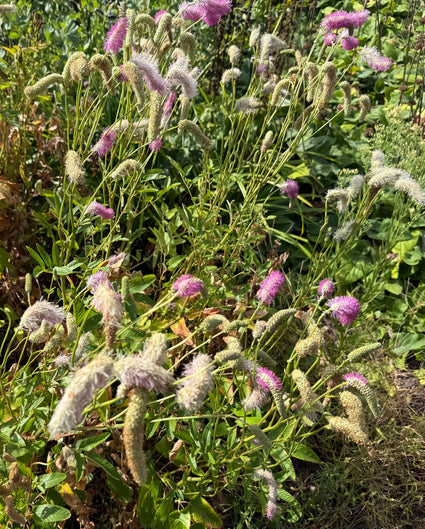 Japanse Pimpernel (Hoogte 150 cm) - Sanguisorba 'Obtusa'
