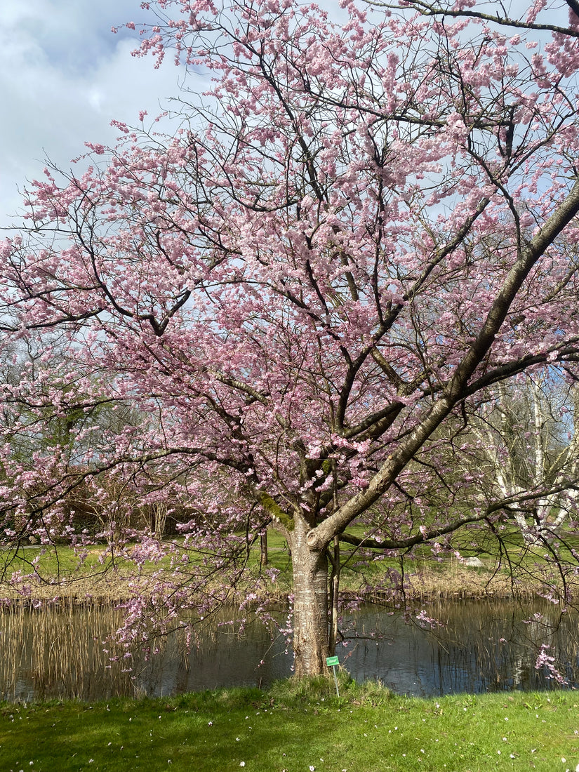 Hele oud, grote sierkers prunus accolade Hele oud, grote sierkers prunus accolade