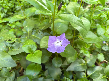 Grote maagdenpalm - Vinca major bio