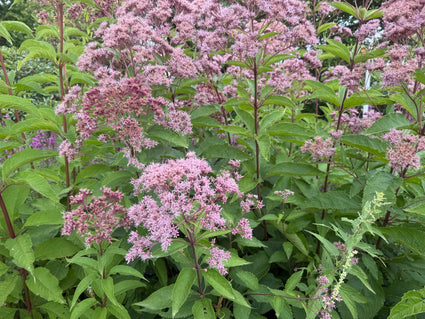 Koninginnenkruid (Hoogte 2 meter) - Eupatorium maculatum 'Atropurpureum'