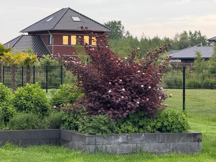 Blaasspirea - Physocarpus opulifolius 'Diabolo'