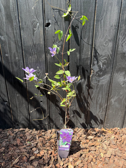 Grootbloemige Bosrank - Clematis 'The President'