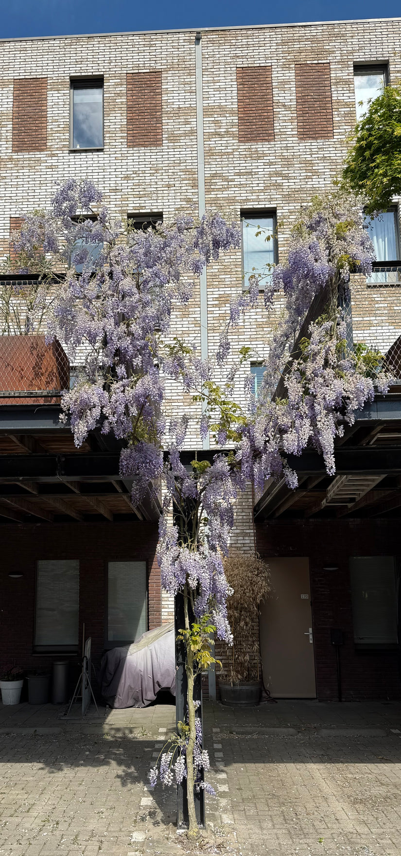 Blauwe regen - Wisteria (sinensis) 'Prolific' Blauwe regen - Wisteria (sinensis) 'Prolific'
