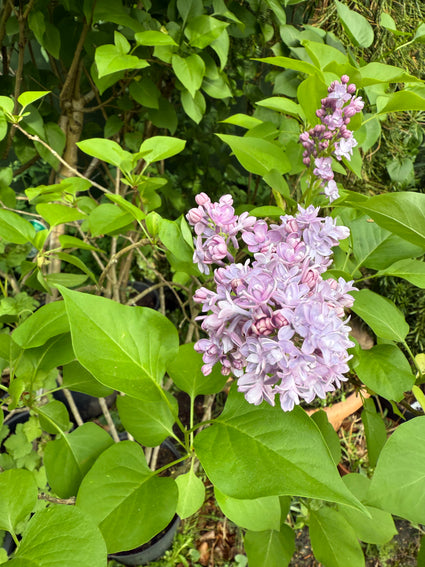 Gewone Sering - Syringa vulgaris 'Michel Buchner'